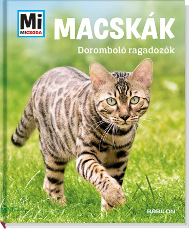 Macskák - Doromboló ragadozók